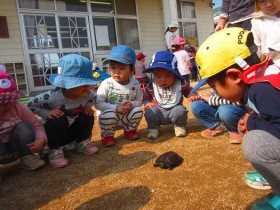 のそのそと歩き出したカメ