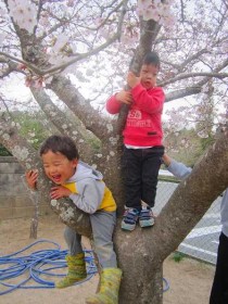 桜の木に登ってみました。
